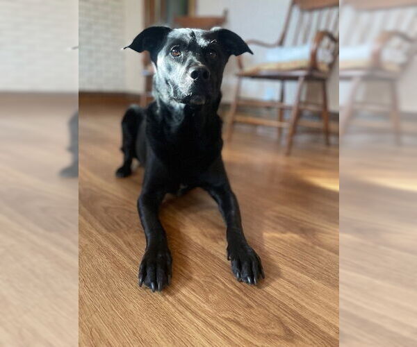 Medium Photo #1 Labrador Retriever-Unknown Mix Puppy For Sale in Minneapolis, MN, USA