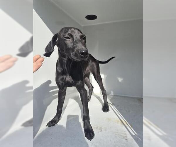 Medium Photo #1 Labrador Retriever-Unknown Mix Puppy For Sale in Houston, TX, USA