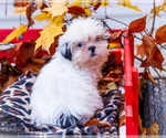 Small Photo #32 Shih Tzu Puppy For Sale in WAKARUSA, IN, USA