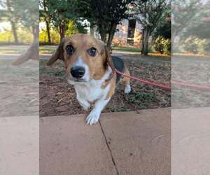Pembroke Welsh Corgi-Unknown Mix Dogs for adoption in New York, NY, USA