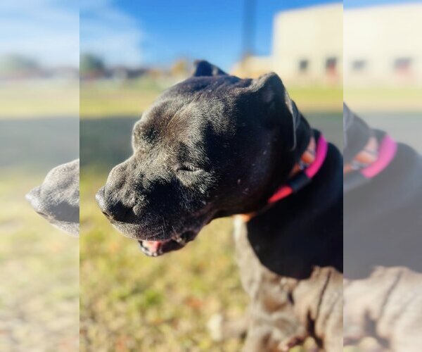 Medium Photo #10 Mutt Puppy For Sale in Rowlett, TX, USA