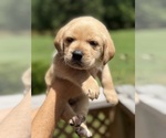 Small #3 Labrador Retriever