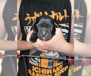 Labrador Retriever Puppy for sale in OSYKA, MS, USA