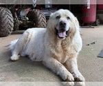 Small #12 Great Pyrenees