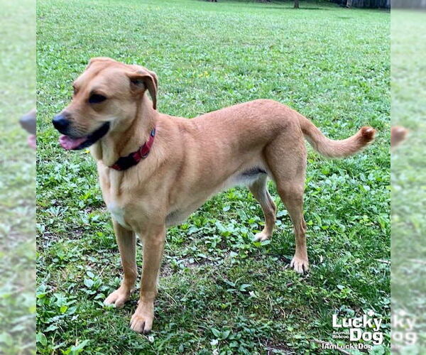 Medium Photo #4 Labrador Retriever-Unknown Mix Puppy For Sale in Washington, DC, USA