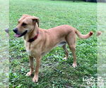 Small #3 Labrador Retriever Mix