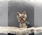 Small Photo #1 Yorkshire Terrier Puppy For Sale in OLATHE, KS, USA