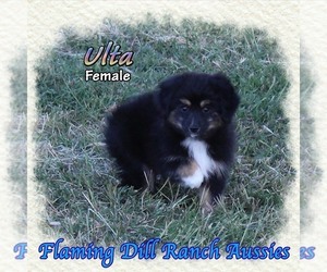 Miniature Australian Shepherd Puppy for sale in FORESTBURG, TX, USA