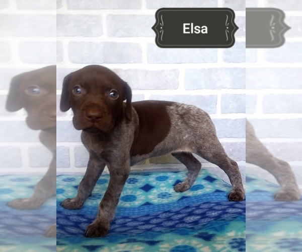 Medium Photo #3 German Shorthaired Pointer Puppy For Sale in ELBERTA, AL, USA