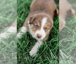 Small Photo #19 Australian Shepherd Puppy For Sale in ARODA, VA, USA