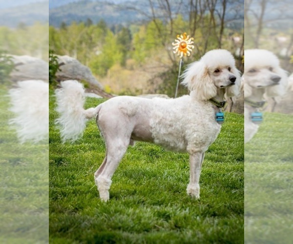 Medium Photo #1 Aussiedoodle Puppy For Sale in GRANTS PASS, OR, USA