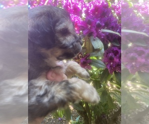Maltipoo Dog for Adoption in VENETA, Oregon USA