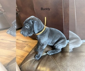 Great Dane Puppy for sale in LK SANTEETLAH, NC, USA