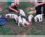 Small Photo #15 Cavalier King Charles Spaniel Puppy For Sale in STILWELL, OK, USA