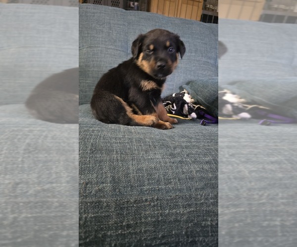 Medium Photo #6 Rottweiler Puppy For Sale in BRADFORD, NY, USA