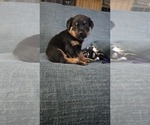 Small #5 Rottweiler