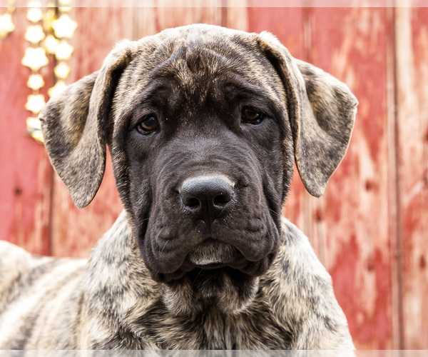 Medium Photo #4 Mastiff Puppy For Sale in WAKARUSA, IN, USA