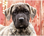 Small Photo #4 Mastiff Puppy For Sale in WAKARUSA, IN, USA