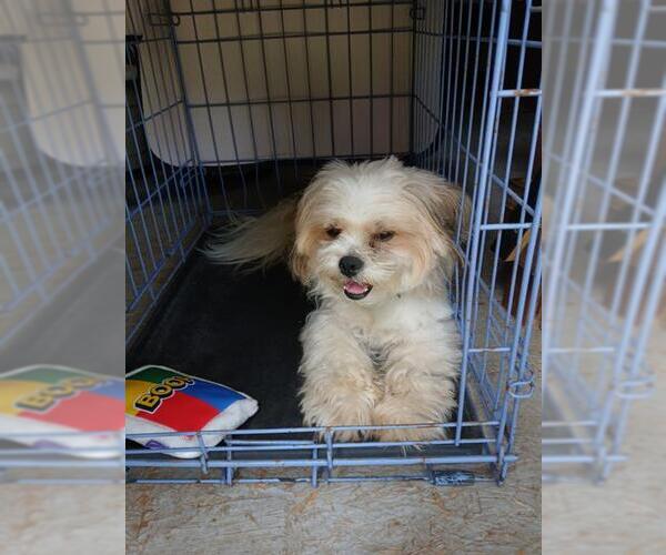 Medium Photo #1 Maltese-Unknown Mix Puppy For Sale in San Antonio, TX, USA