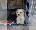Small Maltese Mix
