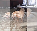 Small #4 German Pinscher-Thai Ridgeback Mix