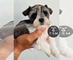 Small #1 Schnauzer (Miniature)
