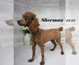 Poodle (Toy) Puppy for sale in CHANUTE, KS, USA