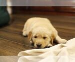 Small Photo #4 Golden Retriever Puppy For Sale in VANCOUVER, WA, USA