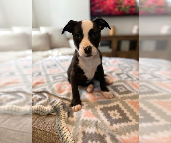 Medium Photo #1 American Pit Bull Terrier-Labrador Retriever Mix Puppy For Sale in Brewster, NY, USA