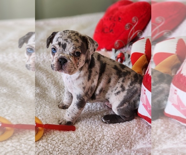 Medium Photo #7 French Bulldog Puppy For Sale in CAPE CORAL, FL, USA