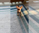 Small #1 Chihuahua