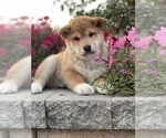 Small #5 Shiba Inu