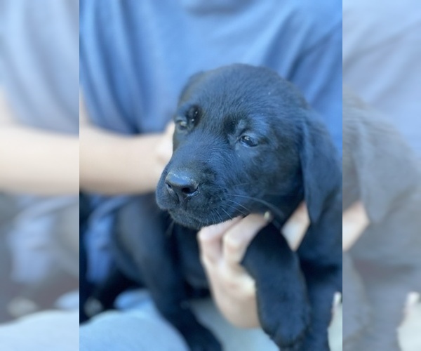Medium Photo #1 Labrador Retriever Puppy For Sale in PINE CITY, MN, USA