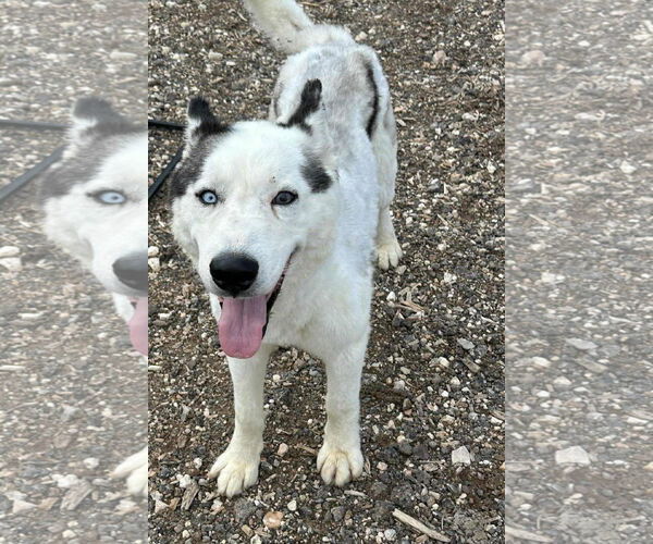 Medium Photo #4 Huskies -Unknown Mix Puppy For Sale in Grafton, WI, USA