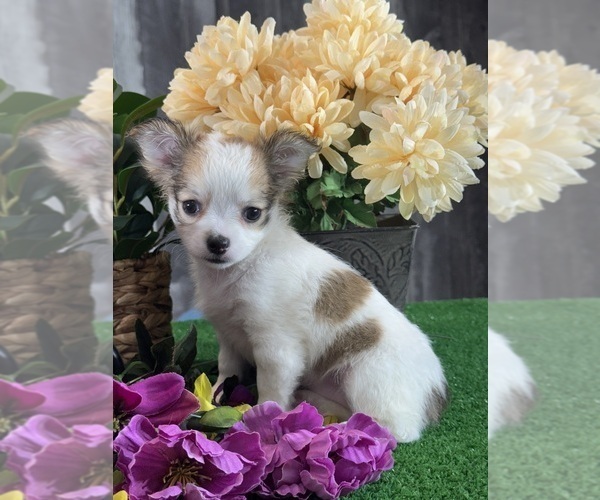 Medium Photo #5 Chihuahua Puppy For Sale in CANOGA, NY, USA