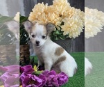 Small #4 Chihuahua