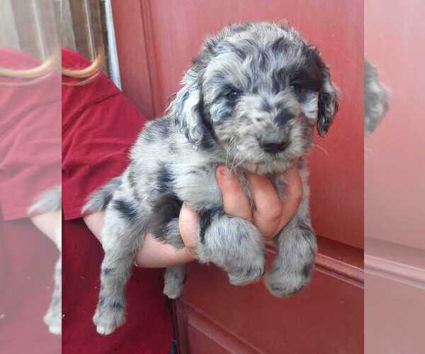 Medium Photo #4 Aussiedoodle Puppy For Sale in COTTAGEVILLE, SC, USA
