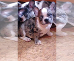 Small Photo #28 French Bulldog Puppy For Sale in ADRIAN, MI, USA