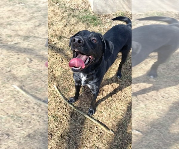 Medium Photo #1 Mutt Puppy For Sale in Germantown, OH, USA