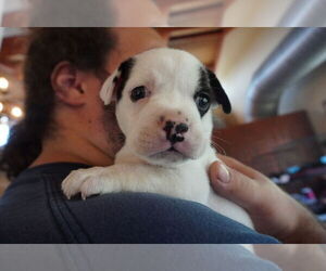 American Pit Bull Terrier-American Staffordshire Terrier Mix Dogs for adoption in Chester, VA, USA