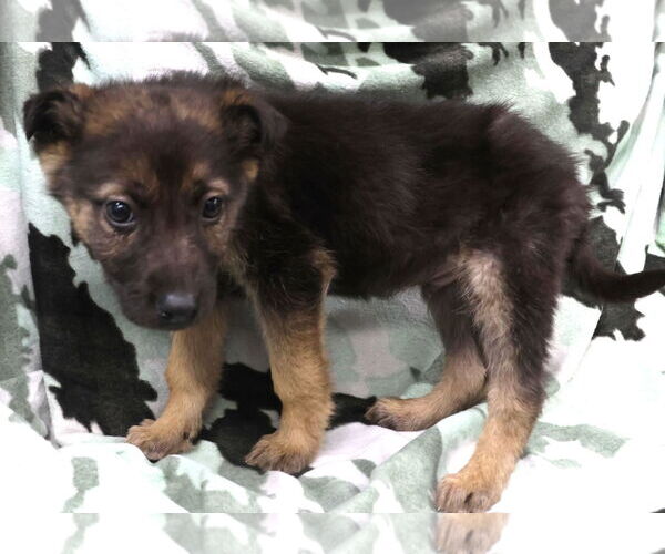 Medium Photo #1 Shepradors Puppy For Sale in Princeton, MN, USA