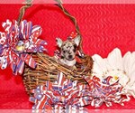 Puppy Sprinkles Chihuahua