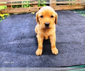 Golden Retriever Puppy for sale in LEON, KS, USA