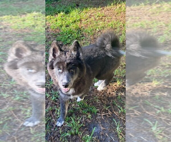 Medium Photo #2 Pomsky Puppy For Sale in JACKSONVILLE, FL, USA