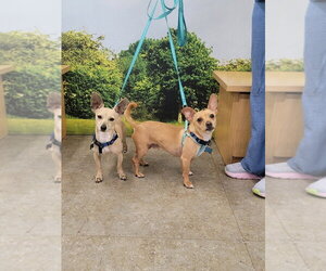 Poppy - Male Chihuahua Dog for Adoption - Photo #6