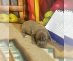 Small #3 Dachshund