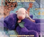 Small Photo #19 Dogo Argentino Puppy For Sale in JANE, MO, USA