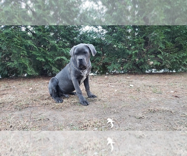 Medium Photo #4 Cane Corso Puppy For Sale in MONTPELIER, VA, USA