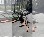 Small #3 Doberman Pinscher