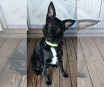 Small #5 German Shepherd Dog